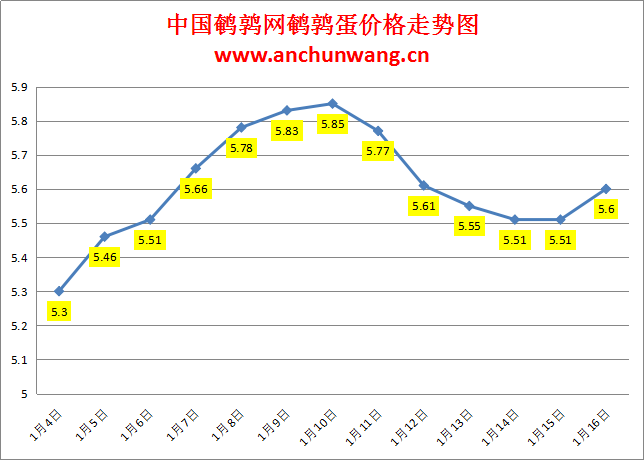 2024.1.16中国鹌鹑网全国鹌鹑蛋价格报价