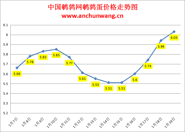 2024.1.19中国鹌鹑网全国鹌鹑蛋价格报价