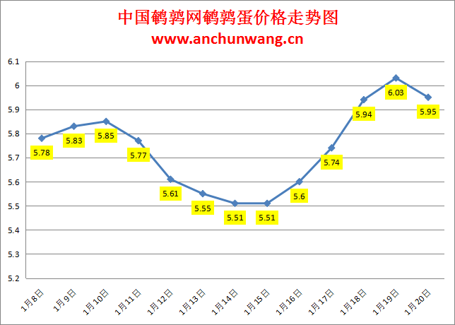 2024.1.20中国鹌鹑网全国鹌鹑蛋价格报价