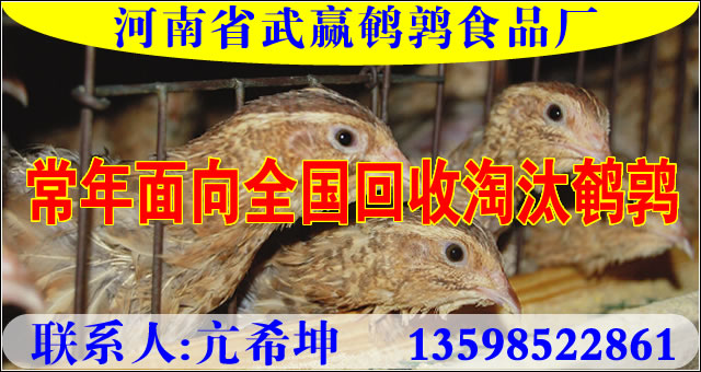 河南省武赢鹌鹑食品厂常年面向全国回收淘汰鹌鹑